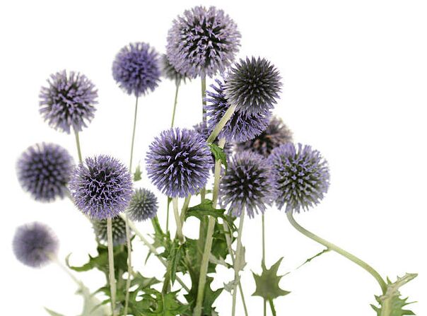 Echinops als onderdeel van de Hondro Sol Valgus-boom